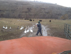Oh yeah, gotta feed the geese.